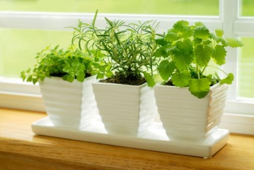 gardening_with_hydroponics