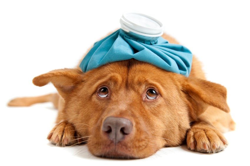 what_do_i_do_if_my_dog_is_sick