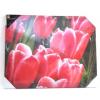 Ackerman Red Tulip Print Canvas 16 x 20 D17004D 